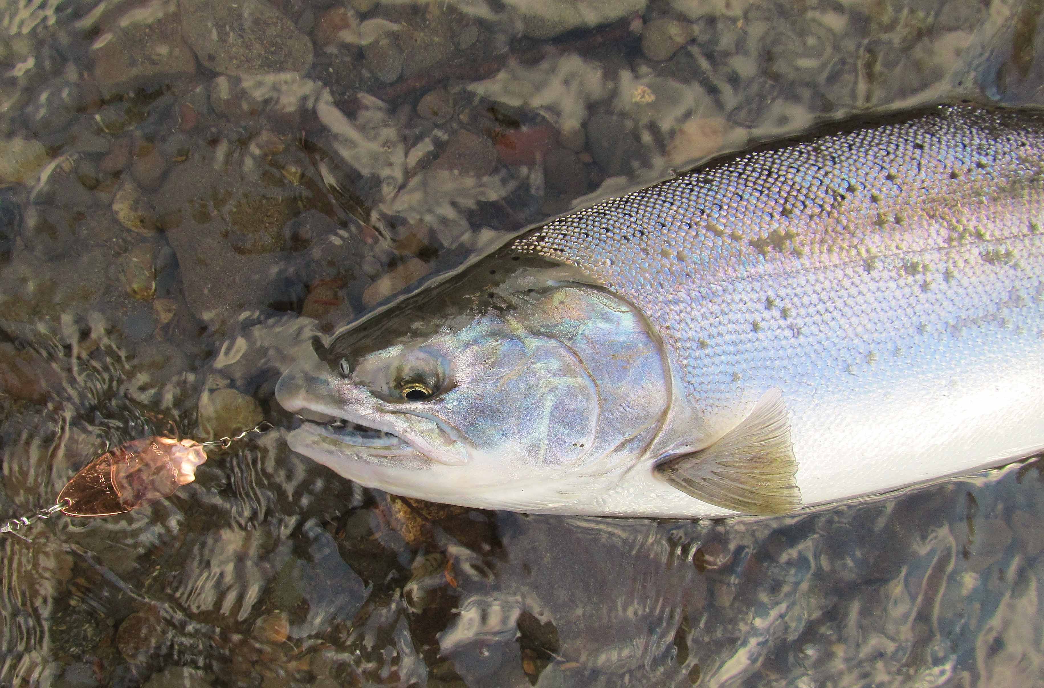 Spoon and Spinner Fishing With Super Lines for Salmon and Steelhead